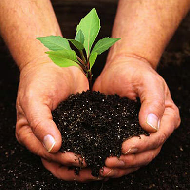 Image of Green Thumb