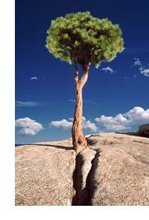 Image of Tree Out Of Rock