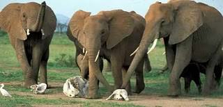 Image of Elephants
