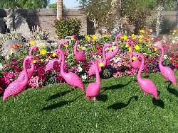 Image of Nppinkflamingo14