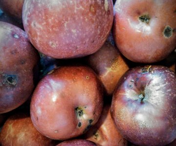 Image of Uglyapple